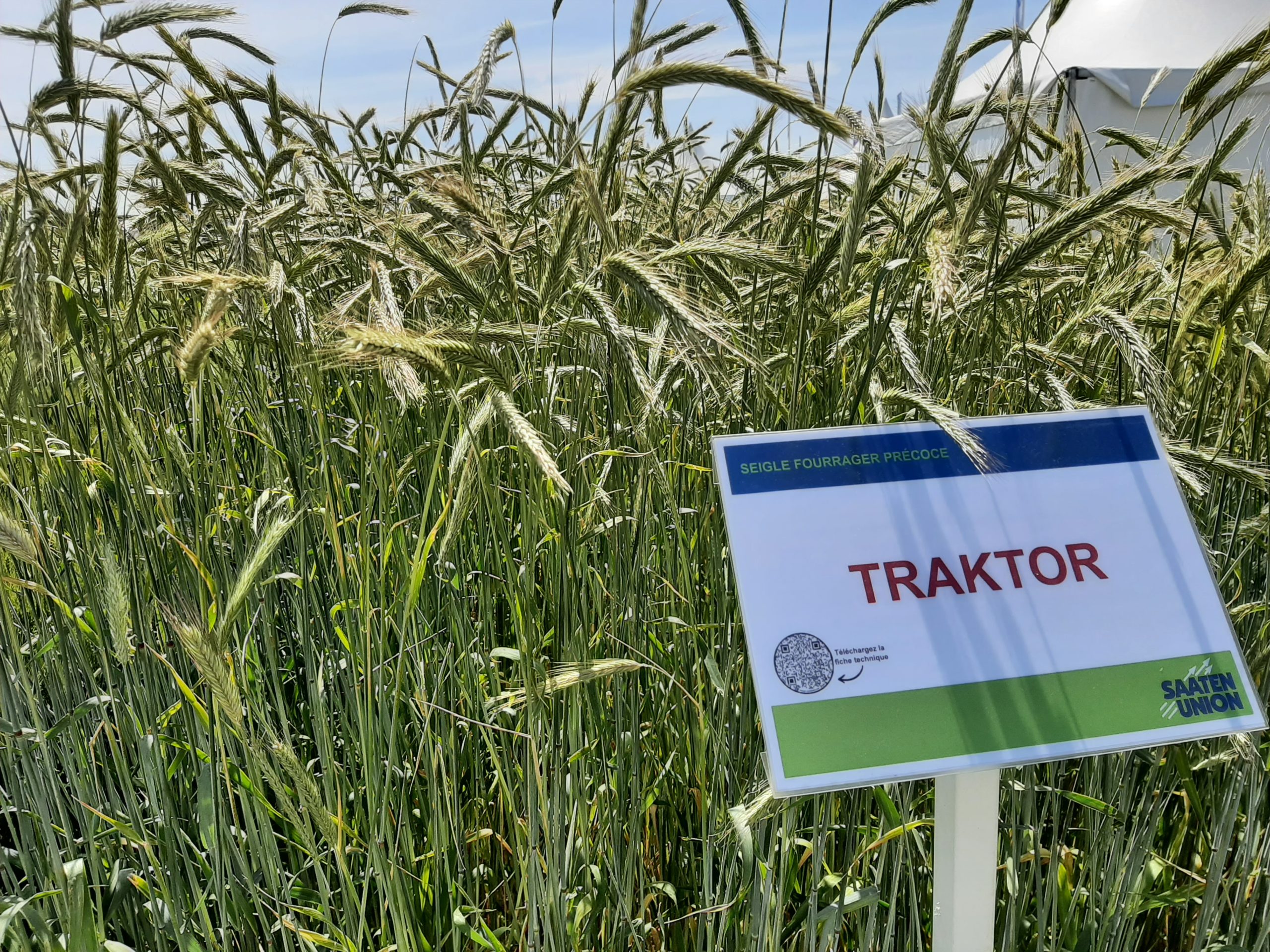 TRAKTOR